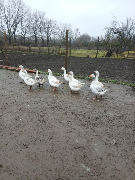 Продам гусей на мясо или живых