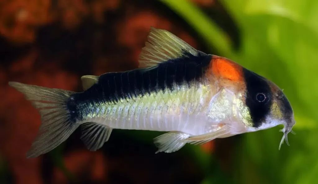 Kirysek duplicareus  CORYDORAS duplicareus  kirys ryba rybka