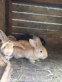 Młode króliki.  .