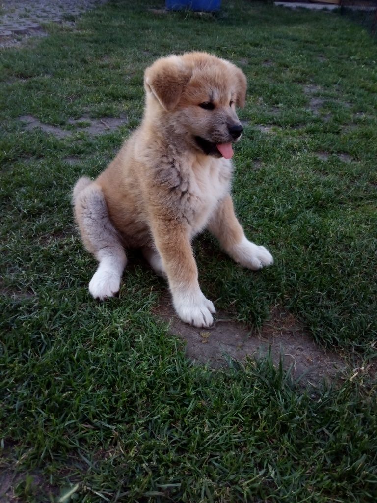 Akita Inu piesek