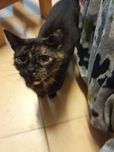 Piękna wysterylizowana szylkretka szuka domu niewychodzącego