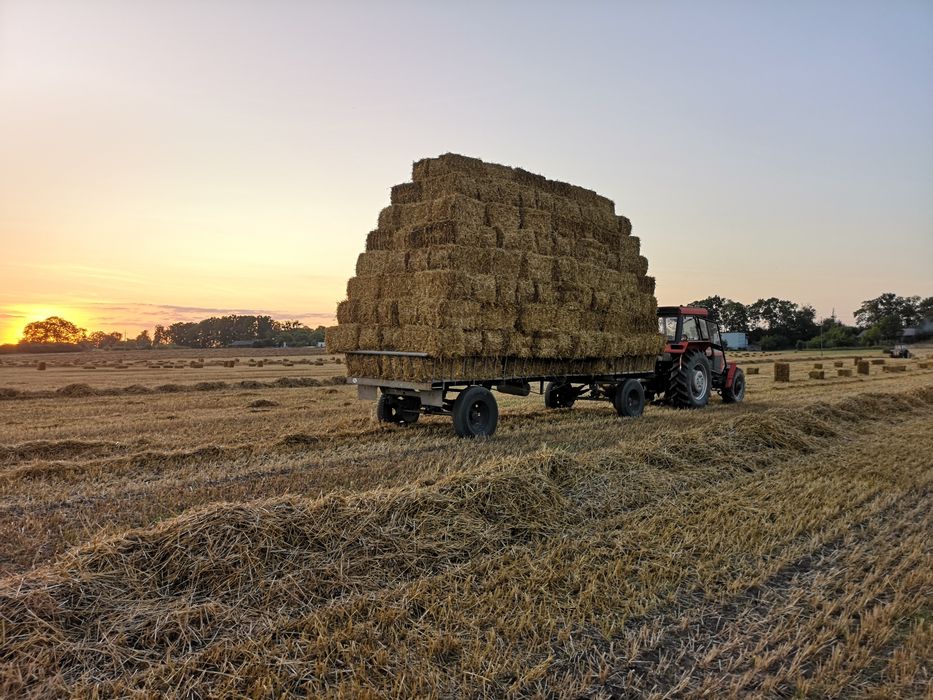 Słoma w kostkach zbiór 2024 sucha świeża