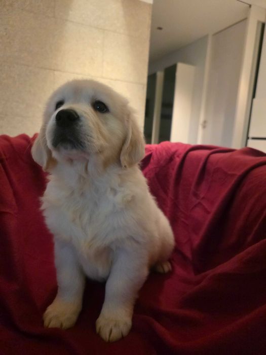 Golden retriever com lop, afixo e de linhagens de multicampeões