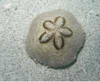Jeżowiec piaskowy Sand Dollar Clypeaster humilis S/M Akwarium Morskie