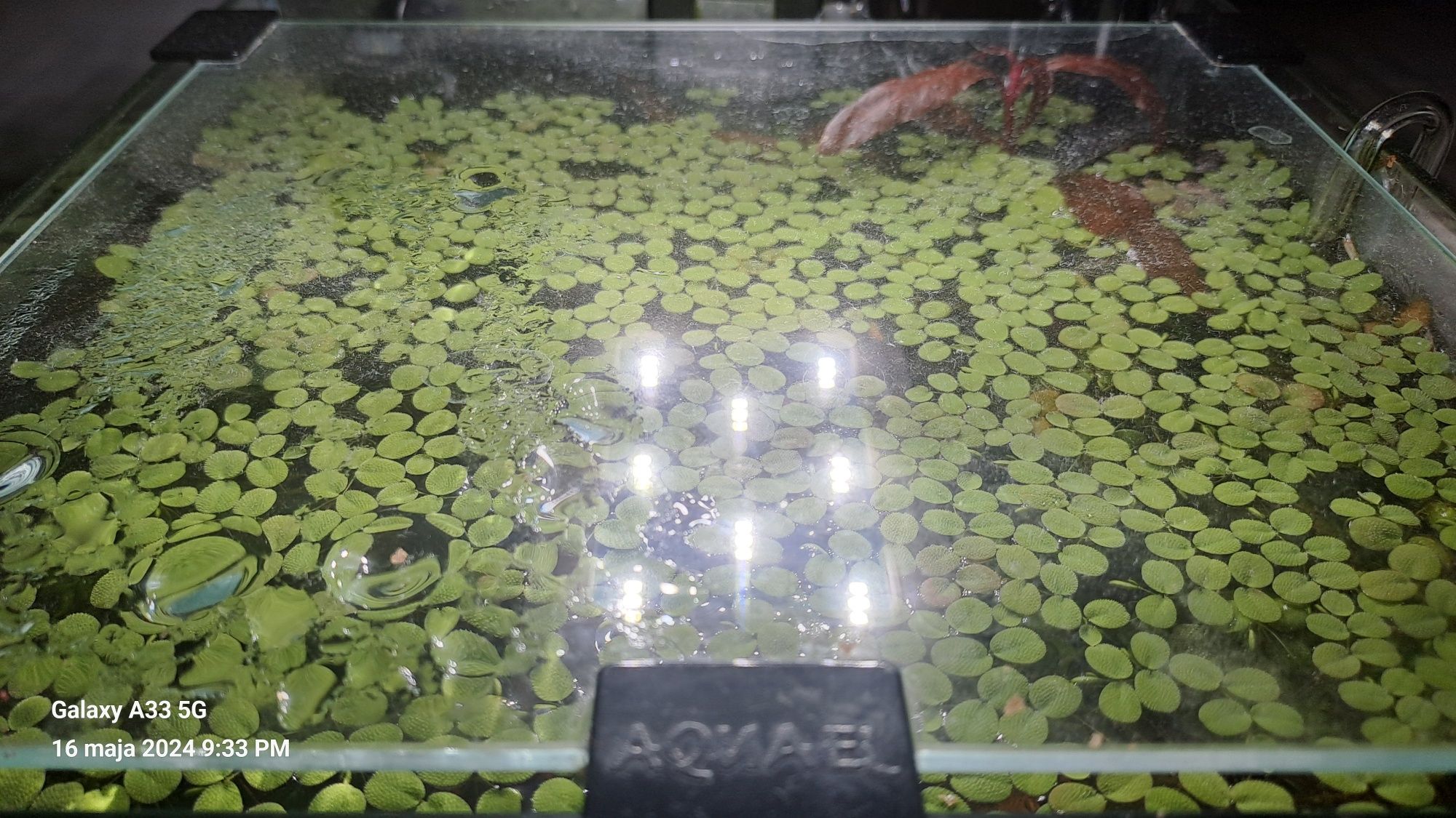 Salvina pływająca Roślinka do akwarium