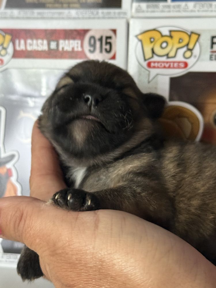 Szpic miniaturowy pomeranian dziewczynka