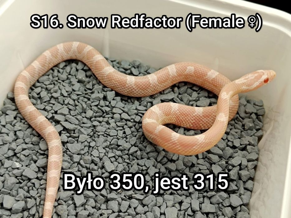 Wąż zbożowy / Snow Redfactor / Sprawdź pozostałe oferty - SneakySnakes