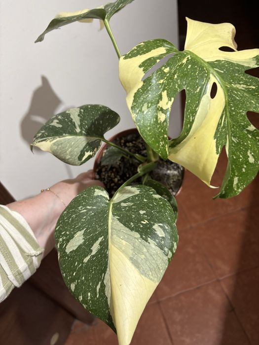 Monstera Thai constellation