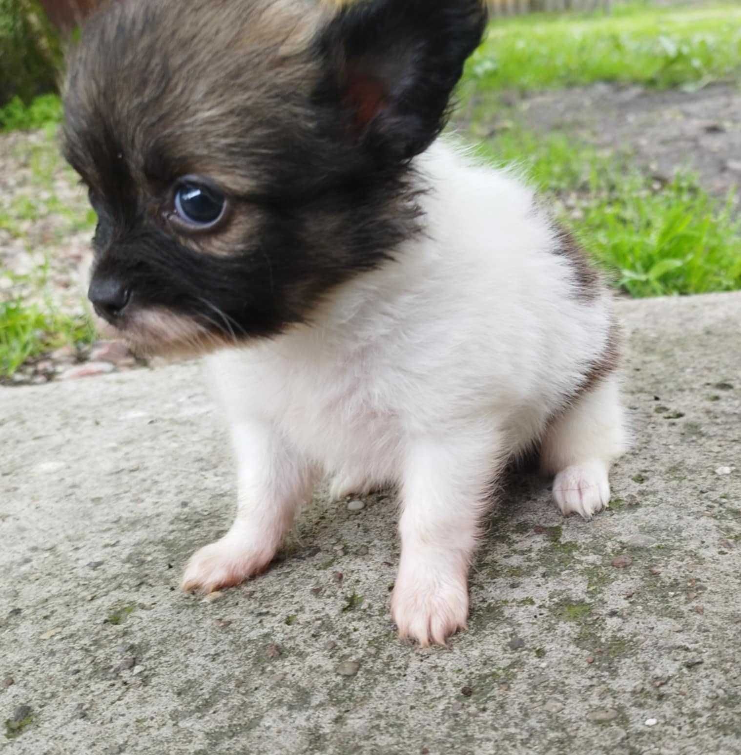 Chihuahua - szczeniak
