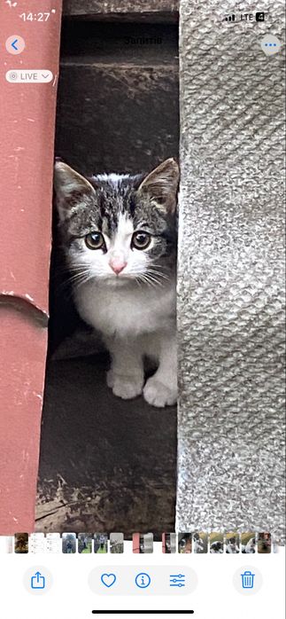 Котик безкоштовно кішка кіт