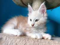 Maine coon rudy srebrzysty kocurek z rodowodem FPL