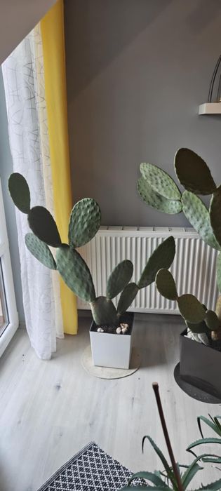 Opuncja figowa duża