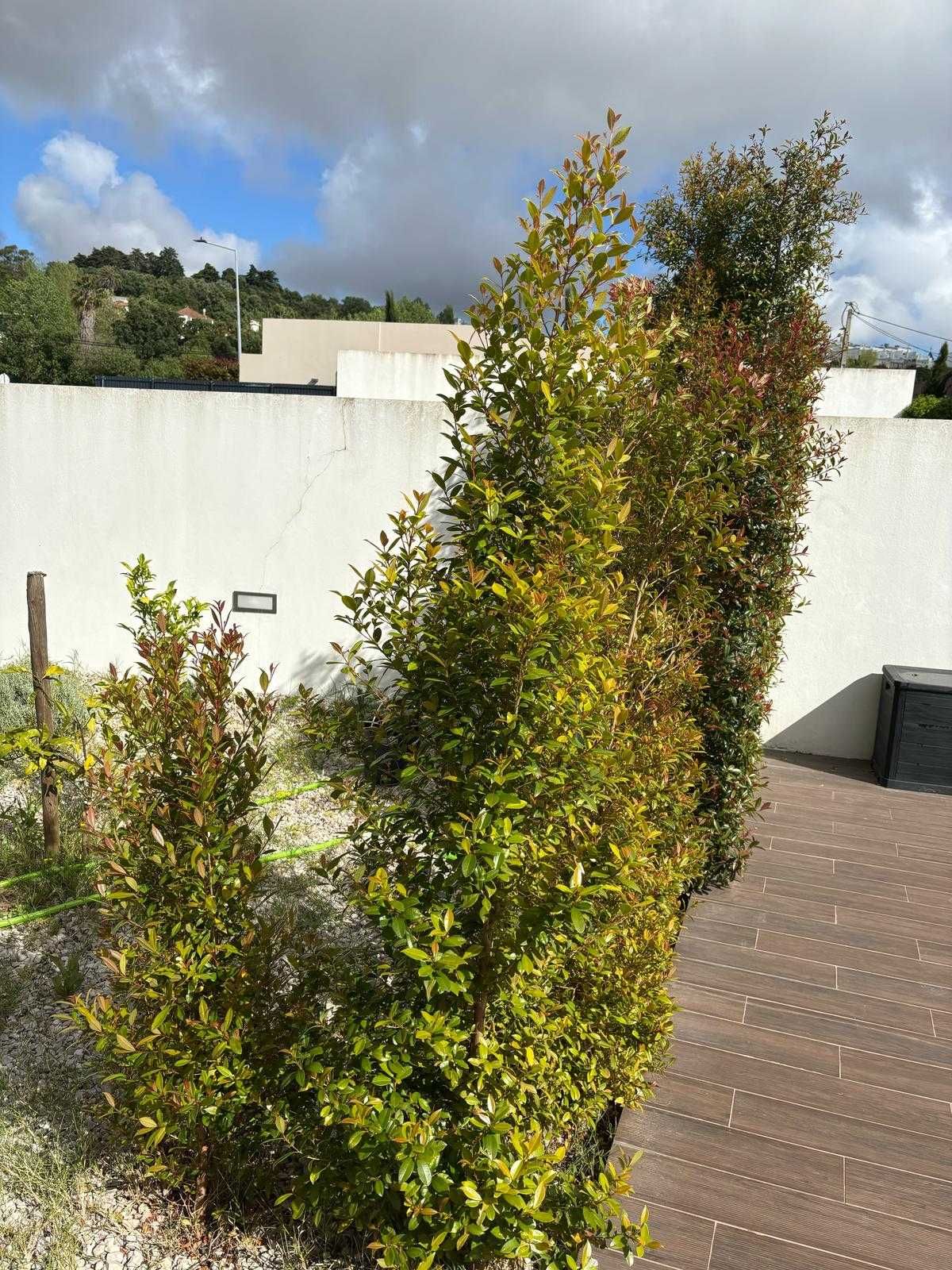 Eugenias, altura varias