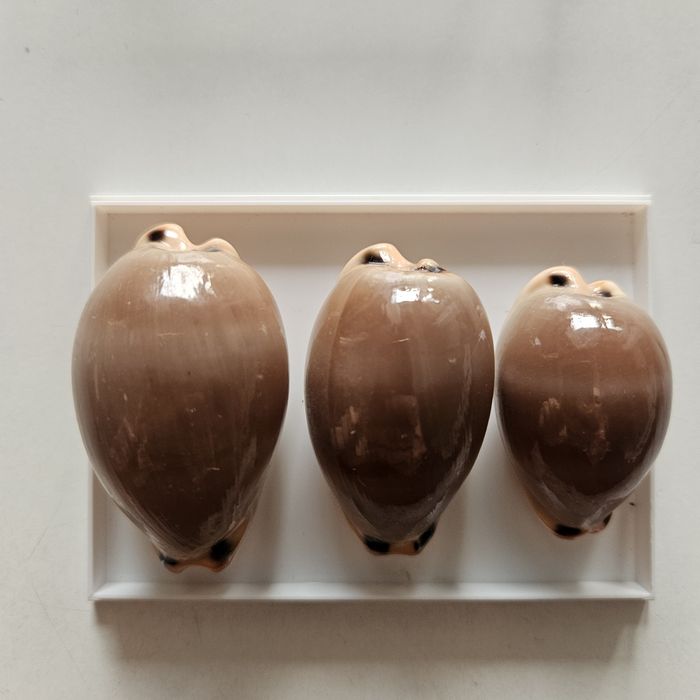 Muszle morskie cypraea lurida 3 sztuki