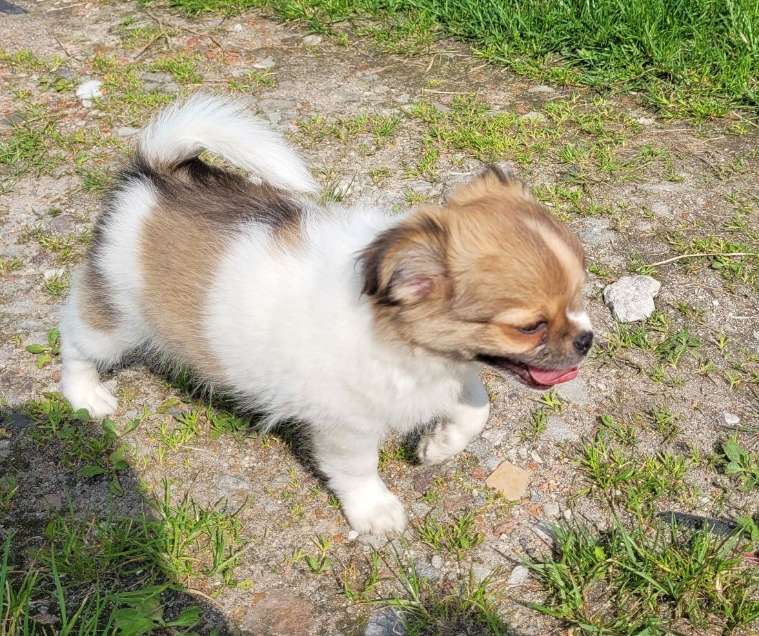 Chihuahua Piesek Długowłosy ZKwP