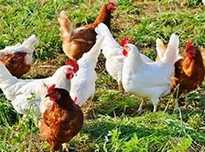 Frangos do campo