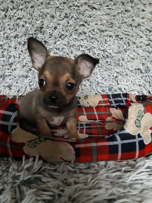 Chihuahua piasek krótkowłosy
