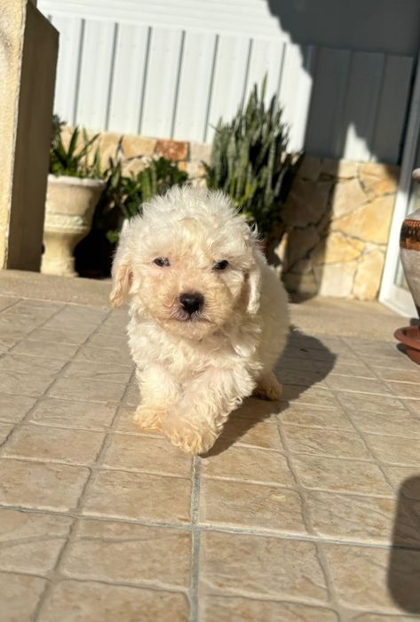 Cachorro Caniche Toy