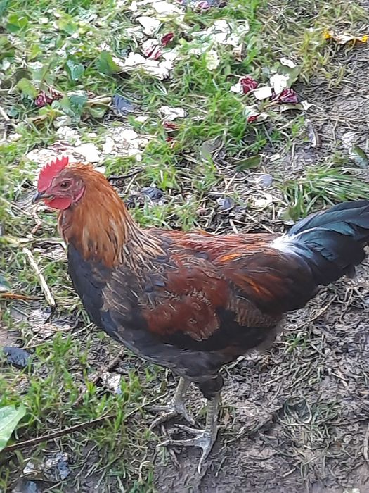 Młody kogut zielononóżka, 4 miesiące