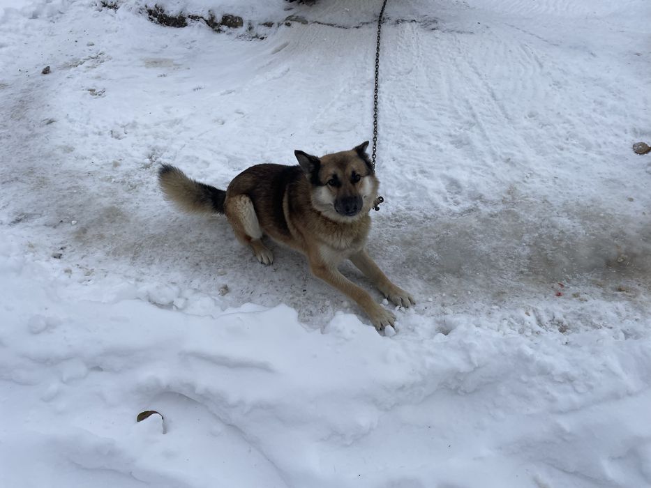 Відам собаку безкоштоано