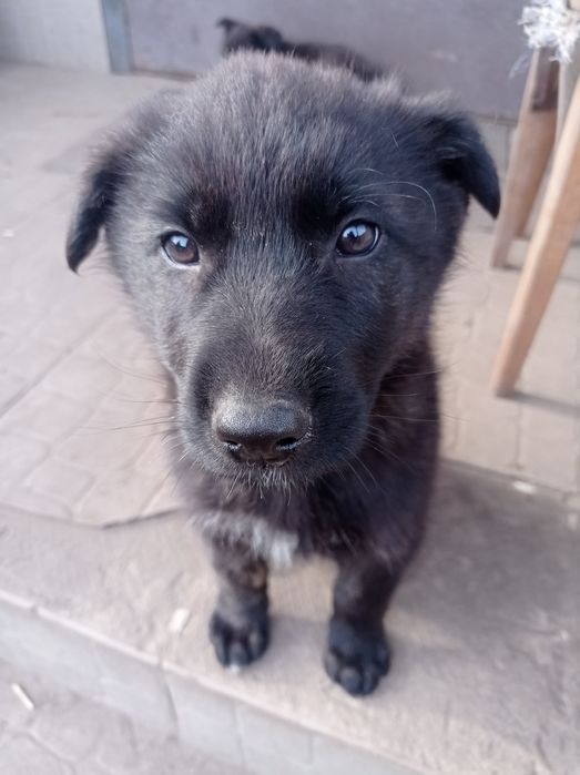 Цуценята німецька вівчарка (вовкособи)
