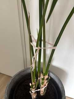 Palma kencja (howea forsteriana)