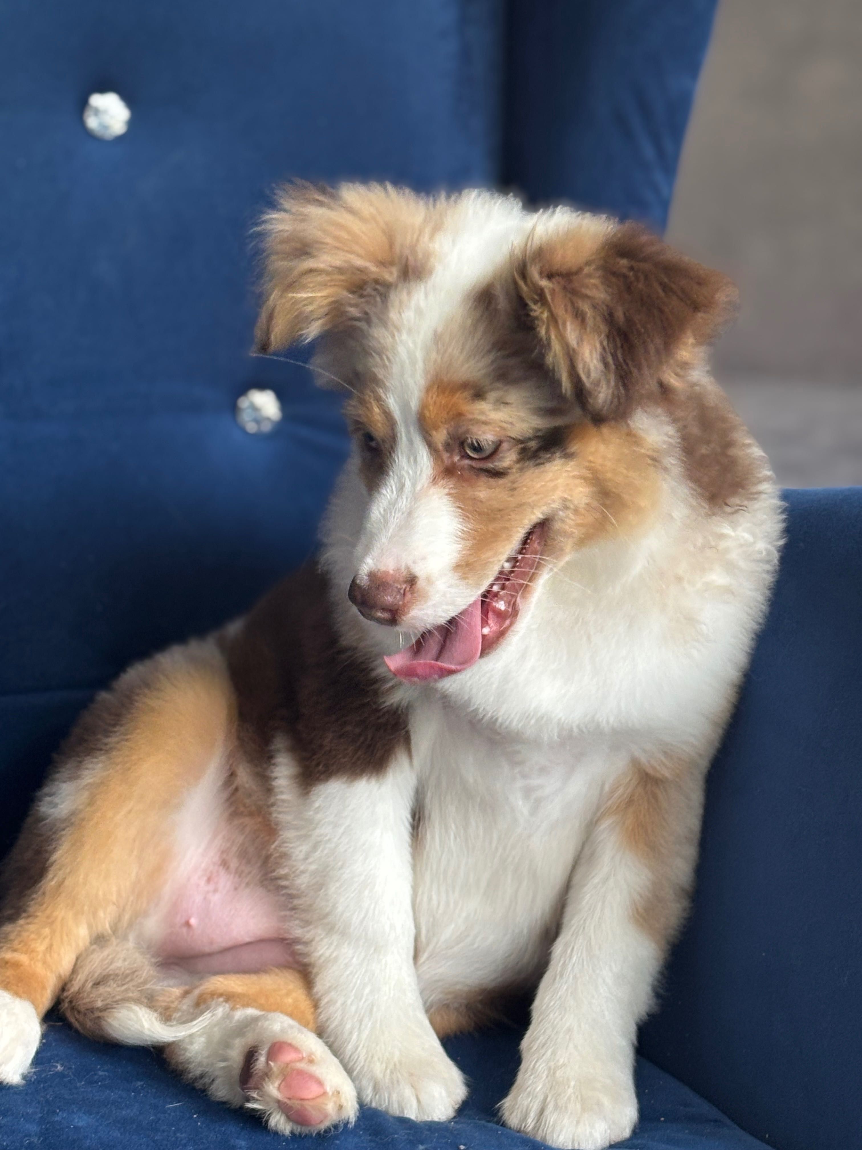 Miniaturowy owczarek amerykański mini Aussie FCI