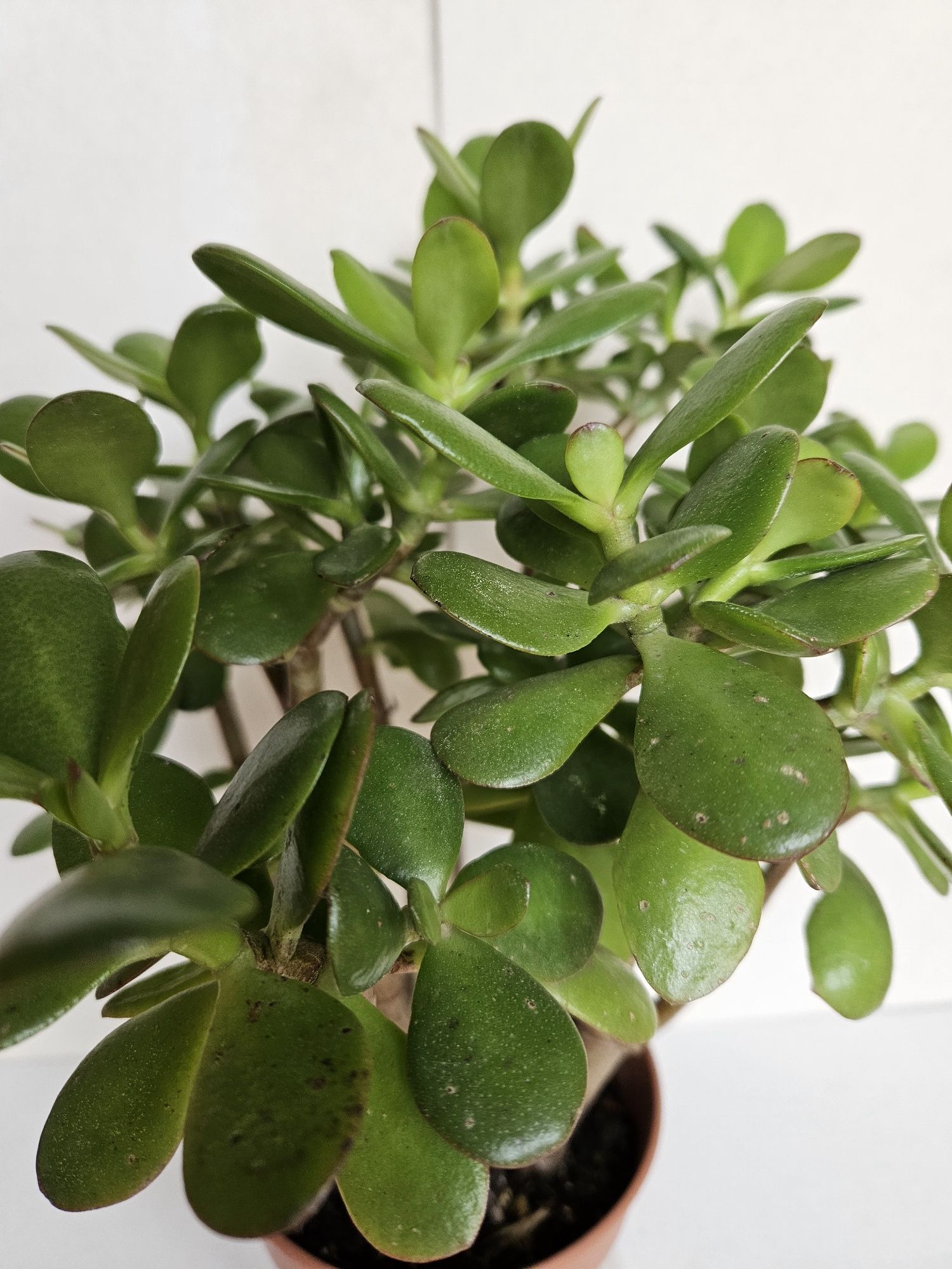 Suculenta Planta Jade Vaso 12 cm