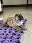 Shar Pei FCI piękna suczka