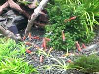 krewetki red cherry PROAKWA