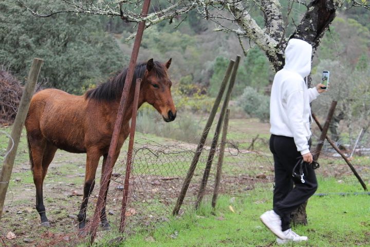 Vendo poldro/ poldras