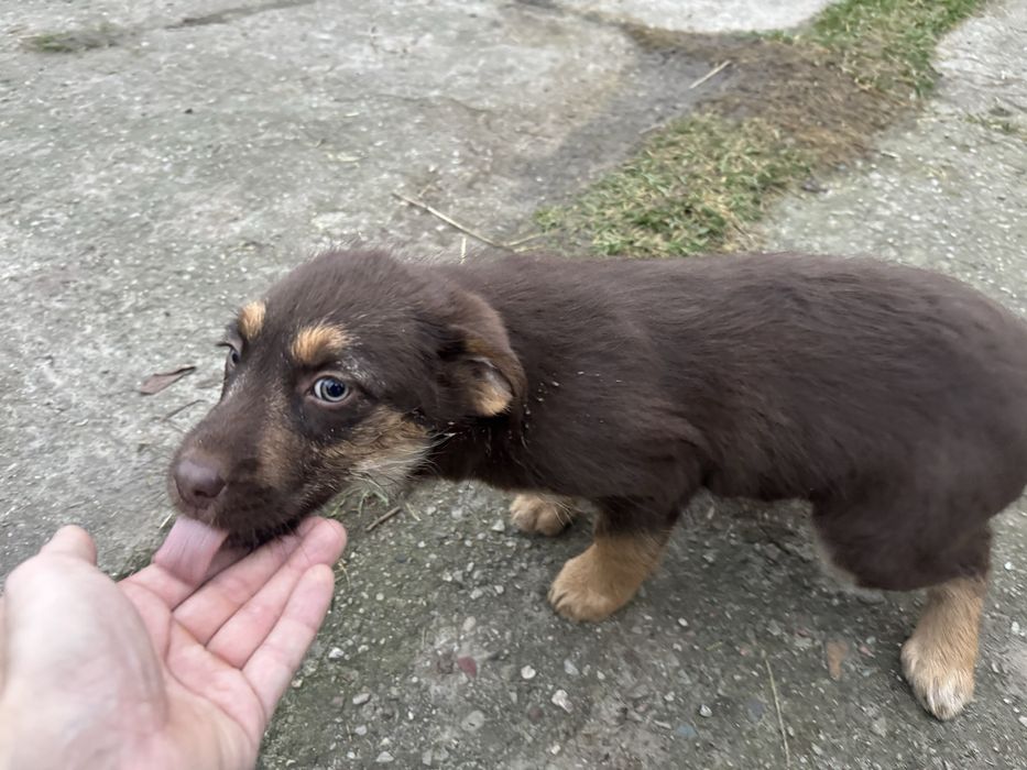 Oddam szczenięta za darmo.