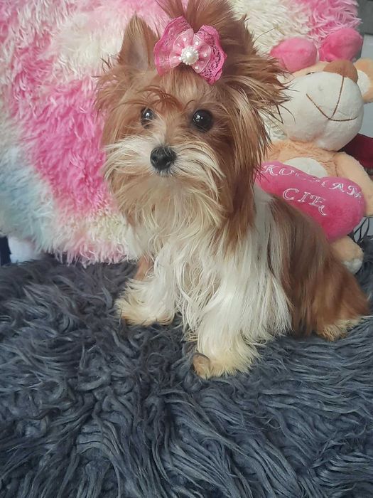 White ocean pearl Yorkshire terrier miniaturka suczka paszport