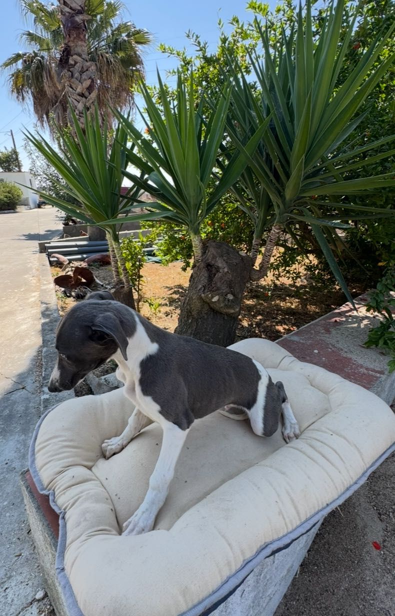 Galguinho Whippet