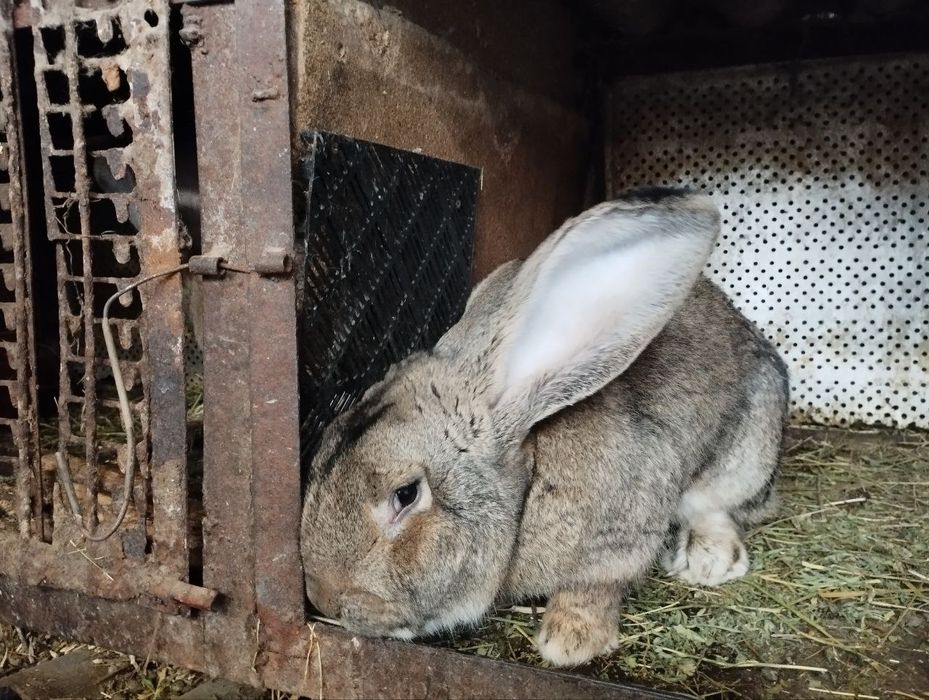 Продам кроликов фландеров и мясо кроликов,220 грн килограмм