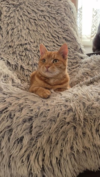 Rudy Rysio - o cudownym charakterze szuka domu