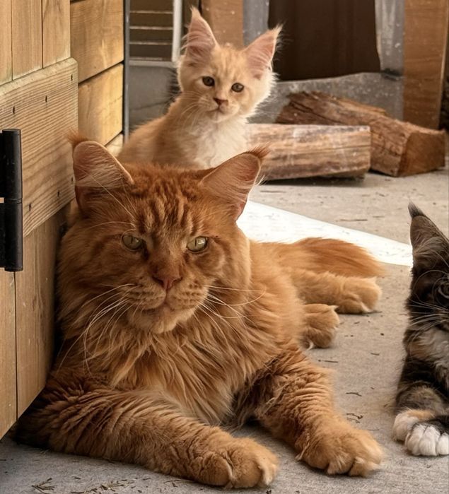 Gatinha Maine Coon bebe