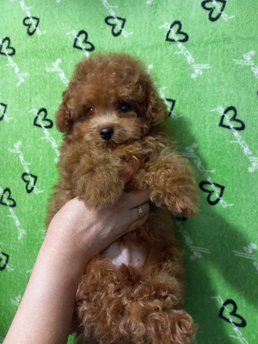 Тойпудель редбраун тікап