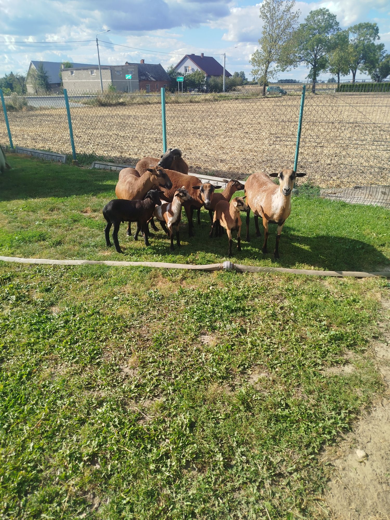 Owce kameruńskie