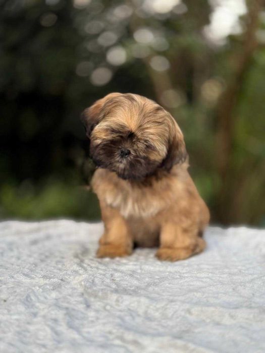 Unikatowy piesek Shih Tzu!