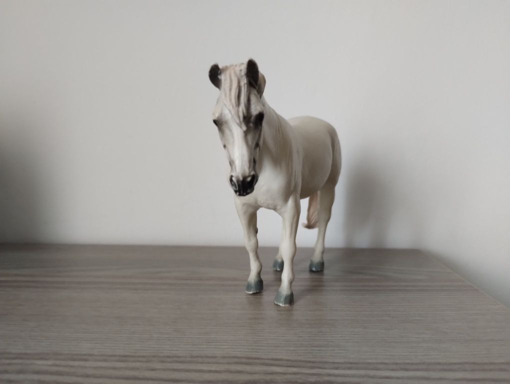 Klacz camargue collecta