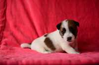 Jack Russell Terrier, piesek