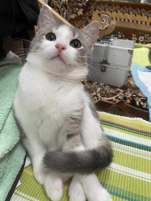 Красуні досі без дому... Скучають