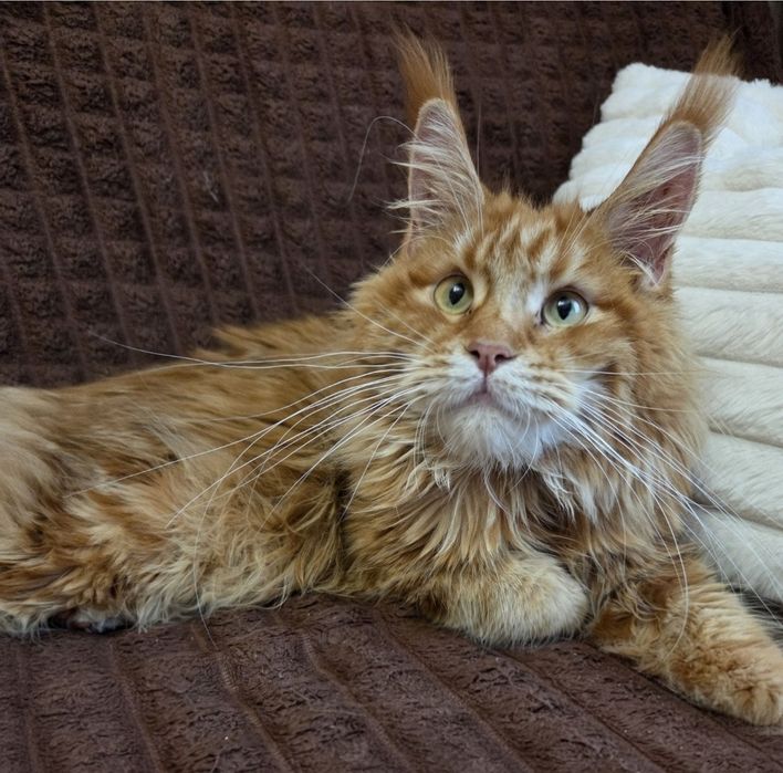 Рыжая девочка мейн-кун