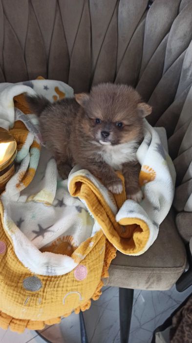 Pomeranian* szpic miniaturowy piesek ***mega slodziak