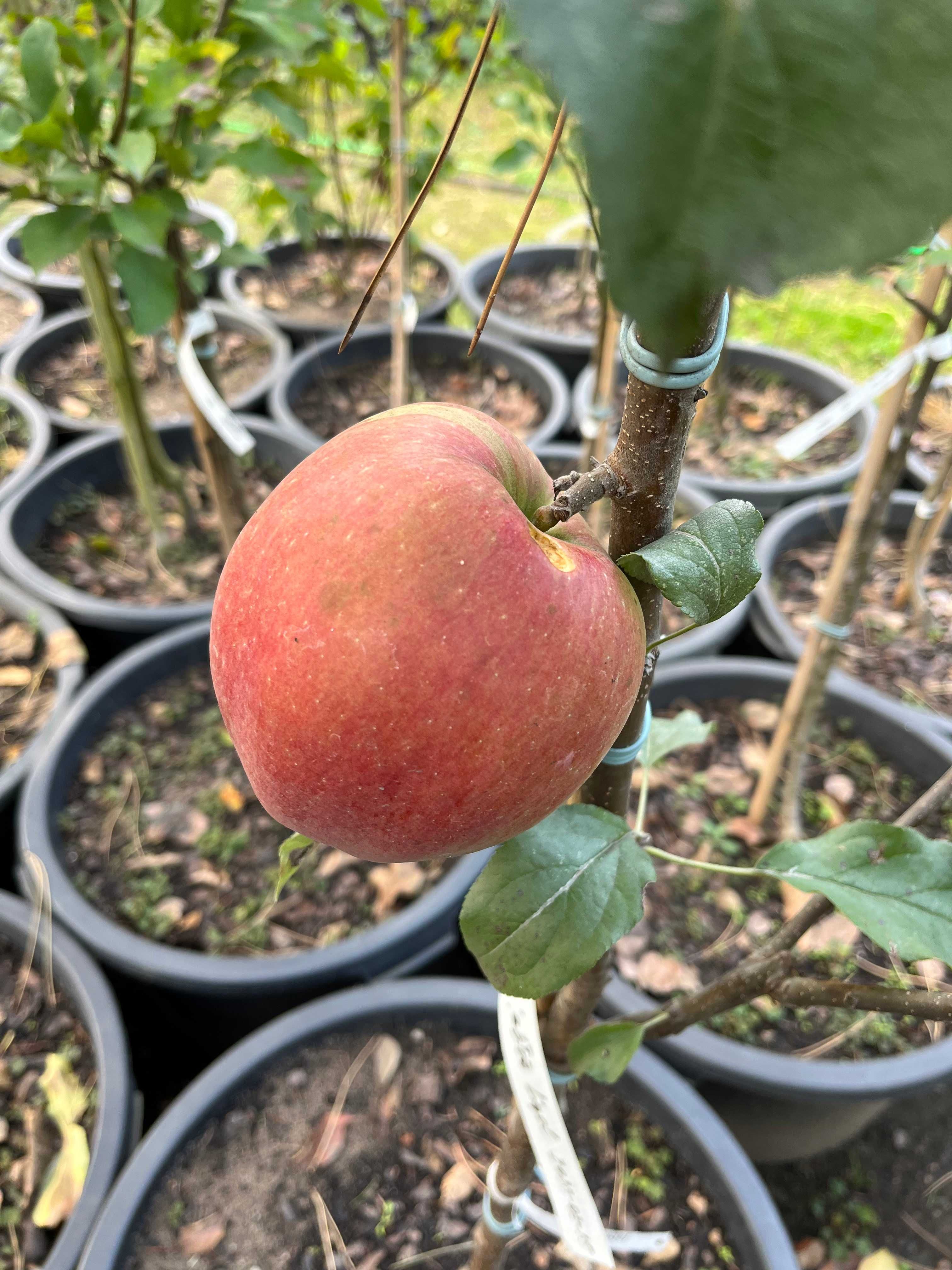 Jabłoń 'Golden Delicious' 180-200 cm wys. Drzewa Owocowe Leszno wlkp.