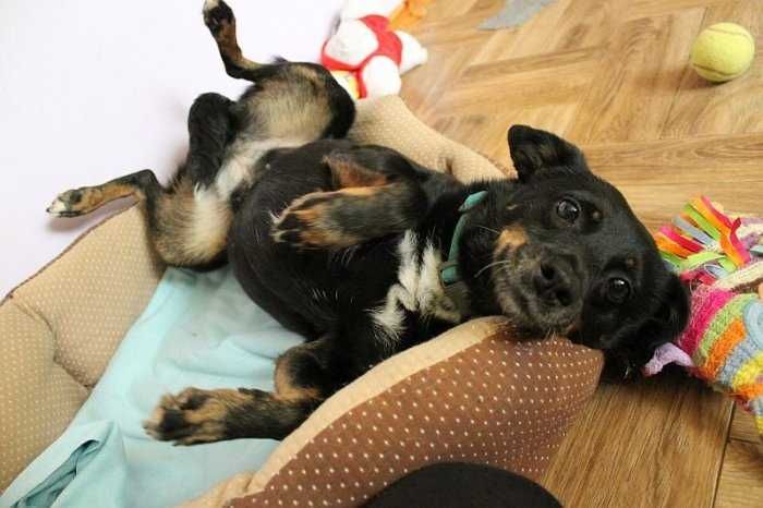 Sami, do adopcji!