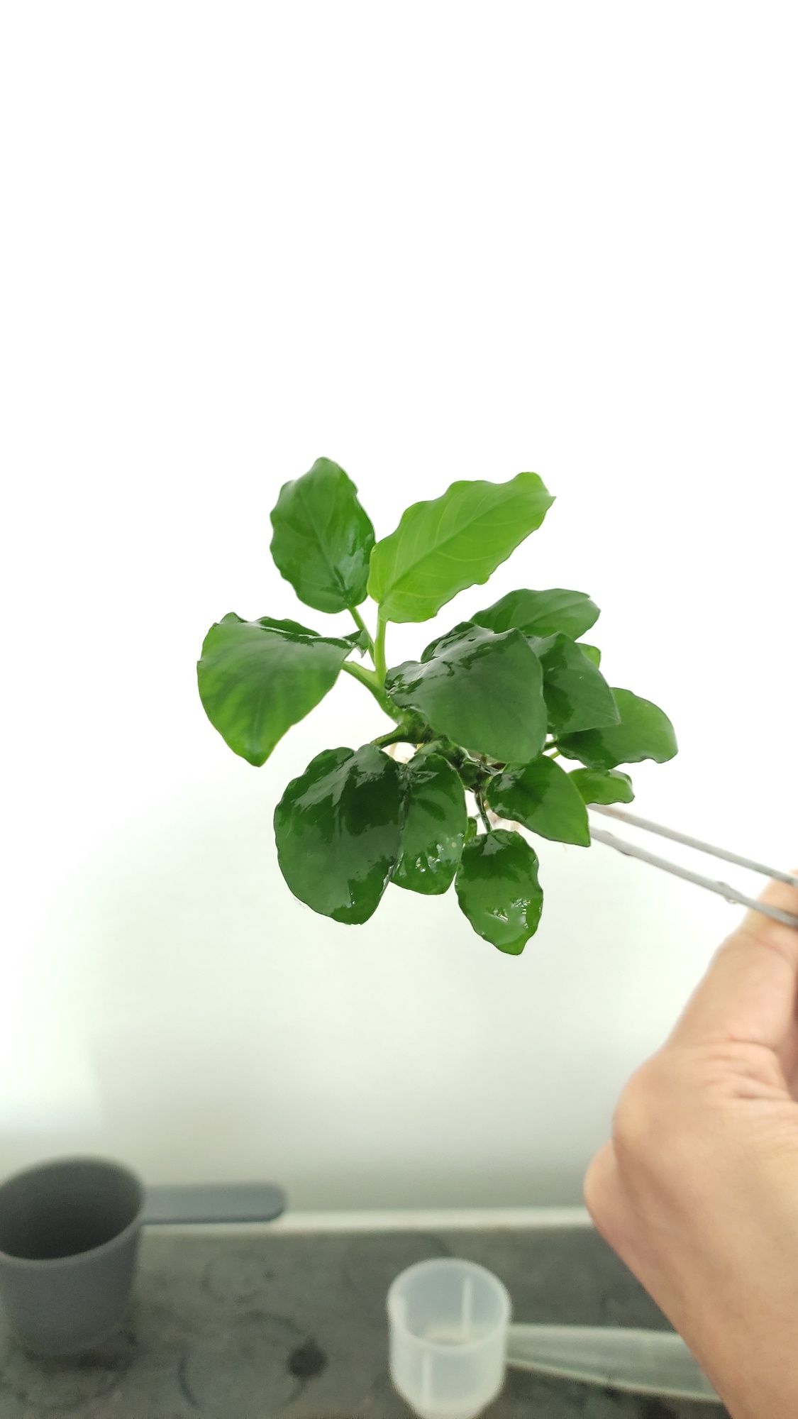 Planta de aquario Anubia nana