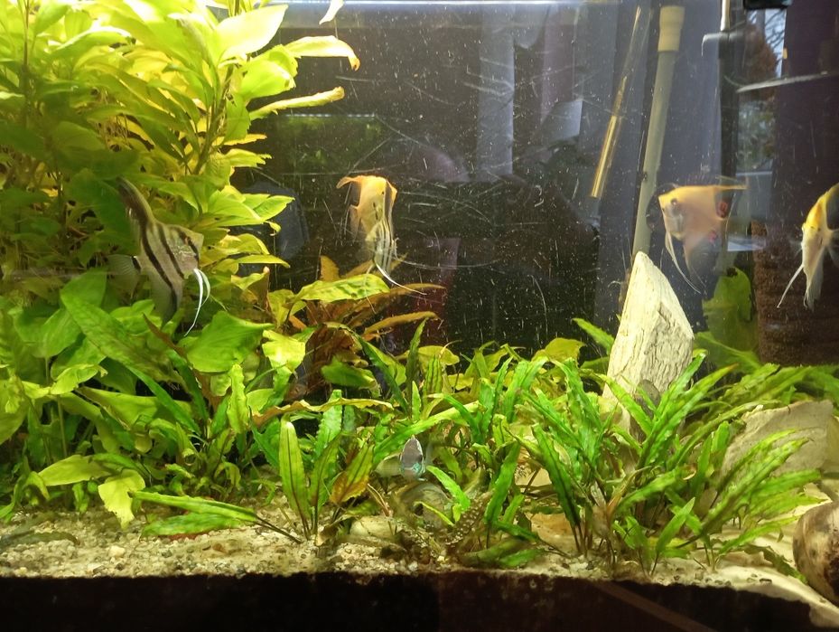 Sprzedam roślinki do akwarium