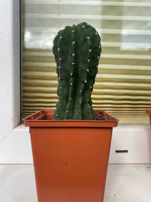 Чудові Кактуси! Квітнуть білими кватками!